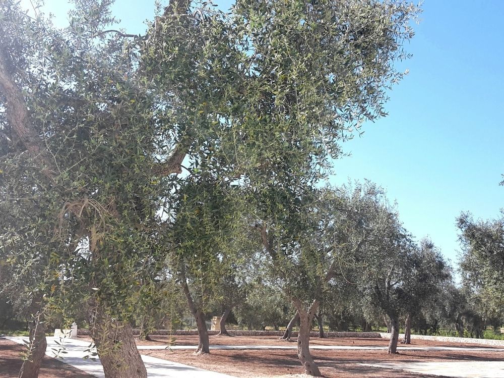 Masseria Muntibianchi Agriresort Restaurant & Spa Otranto Exterior foto
